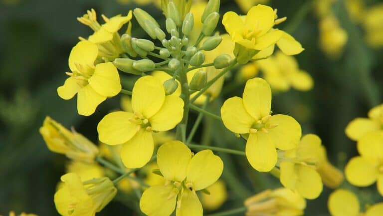 Home - Ontario Canola Growers